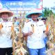 Polda Banten Panen 20 Ton Jagung Dari Lahan Seluas 10 Hektare