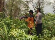 Cek Kebakaran Lahan, Polsek Sabangau Bersama TSAK Lakukan Pemadaman di Kalampangan